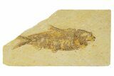 Detailed Fossil Fish (Knightia) - Wyoming #333936-1